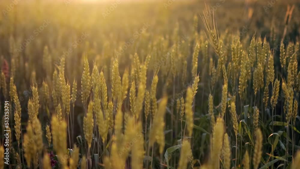 Spikelets of wheat growing on field at sunset. Young spikelets with green leaves ripening farmland summer evening. Soft sunlight shines on the fresh leaves of cereals. Agriculture concept. Spikelets of wheat growing on field at sunset. Young spikelets with green leaves ripening farmland summer evening. Soft sunlight shines on the fresh leaves of cereals. Agriculture concept.