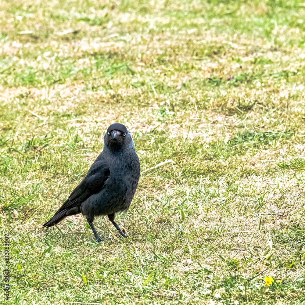 Obraz premium Coloeus monedula also known as the Eurasian, European or western jackdaw - Dover, Kent, United Kingdom