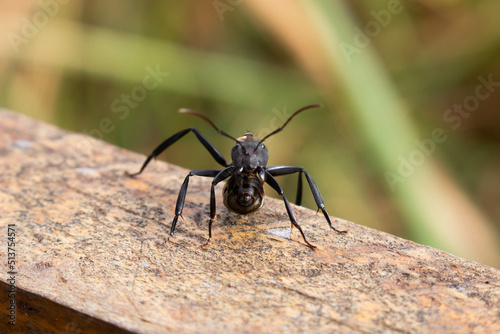Close-up of a large black ant in Brazil.
