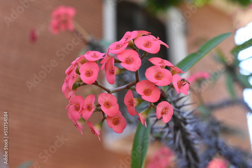 pink flowers in a garden