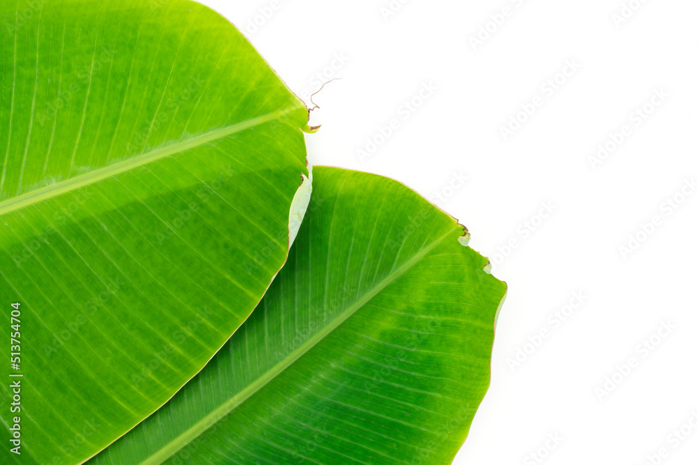 green fresh banana leaves with water droplets isolated on a white background green fresh banana leaves with water droplets isolated on a white background