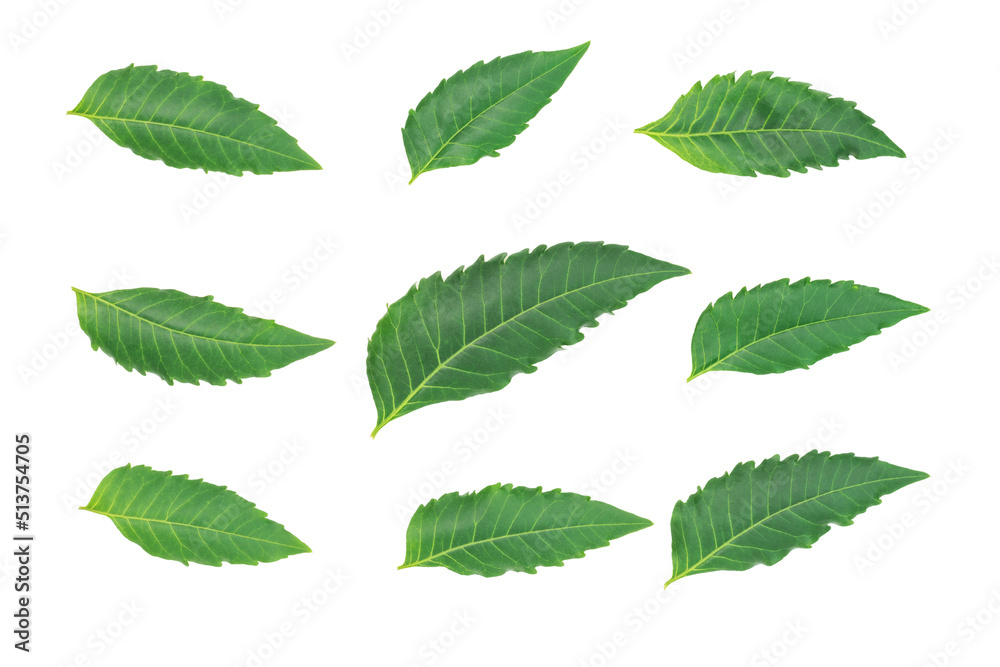 green leaves isolated on a white background green leaves isolated on a white background