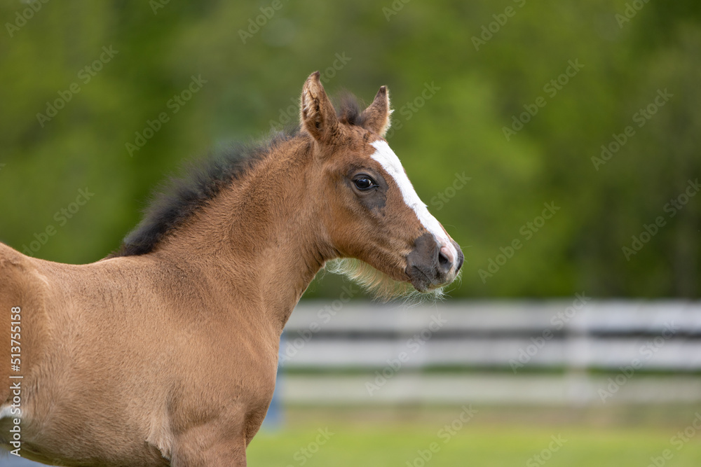 Close-up of a foal.