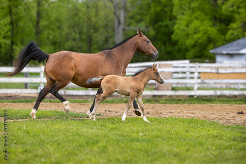 Canvas-taulu horse and foal walking together
