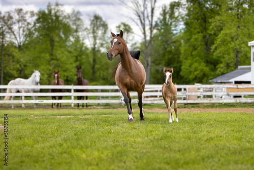 Foto horse and foal running together