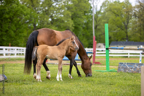Photo horse and foal on a farm
