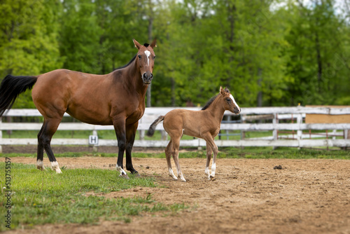 foal and mare on a horse farm