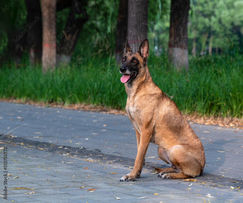 Obraz premium A handsome gentle horse dog