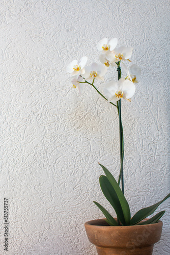 Fototapeta Naklejka Na Ścianę i Meble -  Beautiful white orchid in a clay pot with white background.