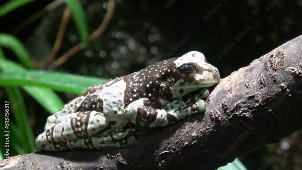 Amazon milk frog on branch, Trachycephalus resinifictrix Amazon milk frog on branch, Trachycephalus resinifictrix