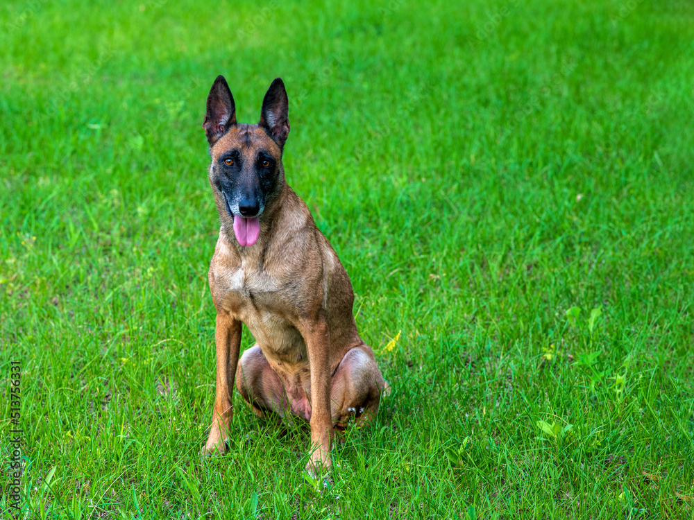 A handsome gentle horse dog A handsome gentle horse dog