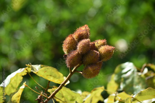 close up of a branch of a castor fruit
