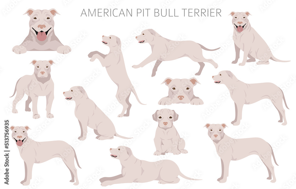 American pit bull terrier dogs clipart. Color varieties, infographic