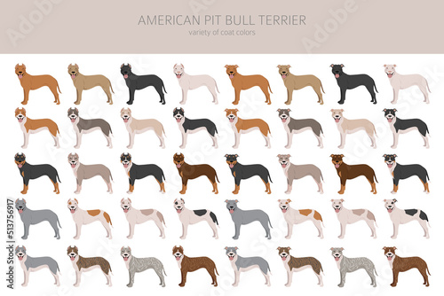 American pit bull terrier dogs clipart. Color varieties, infographic