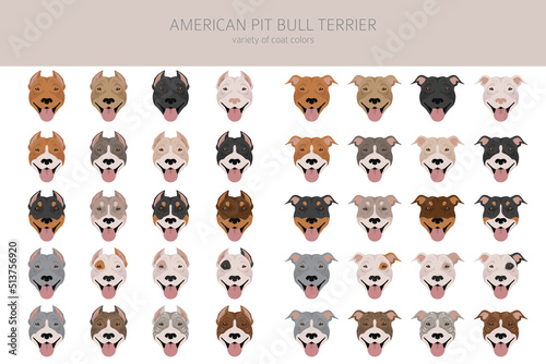 American pit bull terrier dogs clipart. Color varieties, infographic