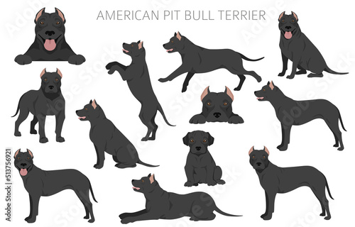 Foto American pit bull terrier dogs clipart