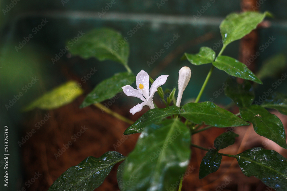 Bin Kohomba | Munronia pinnata | Binkohomba Used traditionally for the treatment of an array of diseases such as Malaria, Fever, Stomach Pain, Hemorrhoids, Eczema, General Pain, Dysentery, Cough. etc. Bin Kohomba | Munronia pinnata | Binkohomba Used traditionally for the treatment of an array of diseases such as Malaria, Fever, Stomach Pain, Hemorrhoids, Eczema, General Pain, Dysentery, Cough. etc.