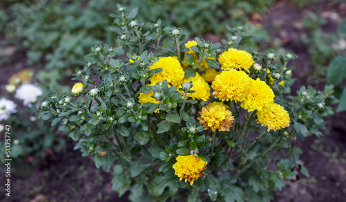 A close up photo of a bunch of yellow chrysanthemum flowers with dark centers. Chrysanthemum pattern in flowers park. Cluster of yellow chrysanthemum flowers.Autumn beauty in the garden