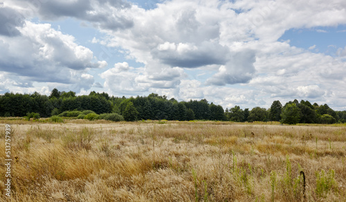 Panoramic photo of bright summer forest against the sky and meadows. Beautiful landscape of green trees and blue sky background