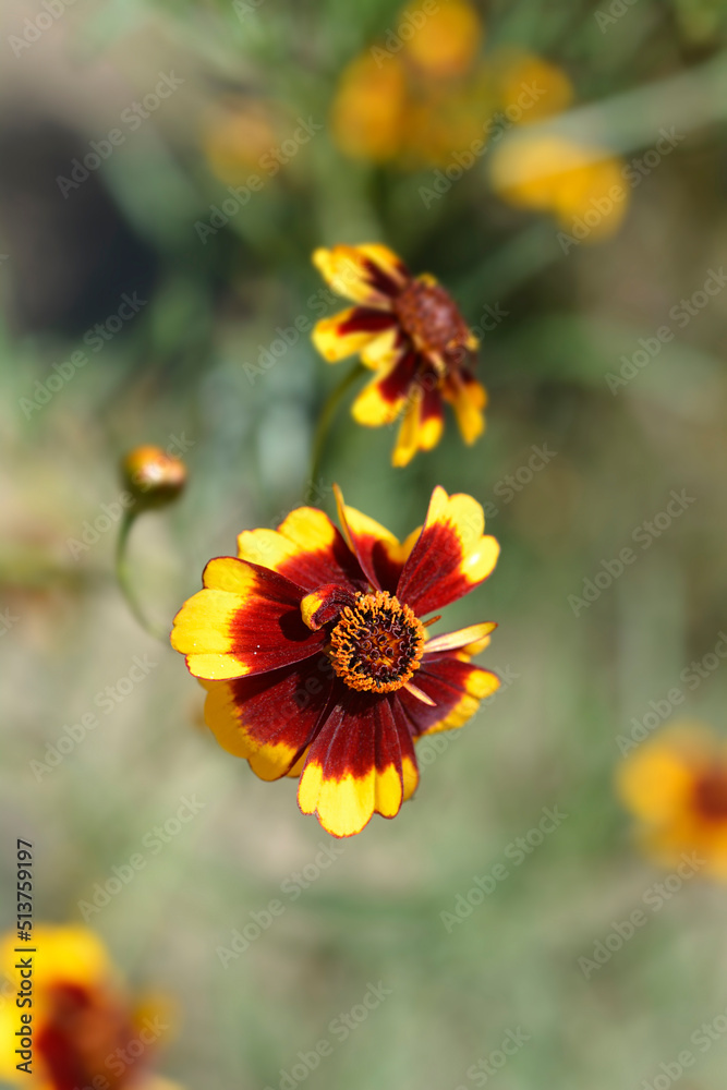 Obraz premium Plains tickseed