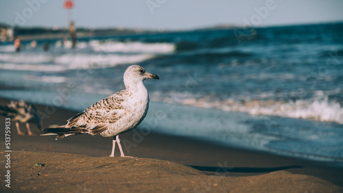 seagull on the beach