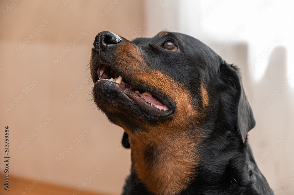 Fototapeta premium Portrait of a Rottweiler dog. Adult female sitting in front of a light background. Pets.
