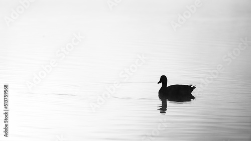 black Duck on the water