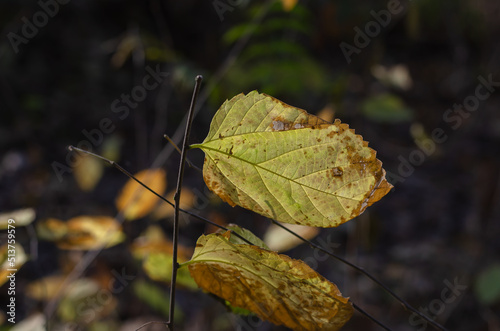 Autumn aspen leaves in the sunlight. Close-up of brown and yellow dying leaves on tree branches. photo