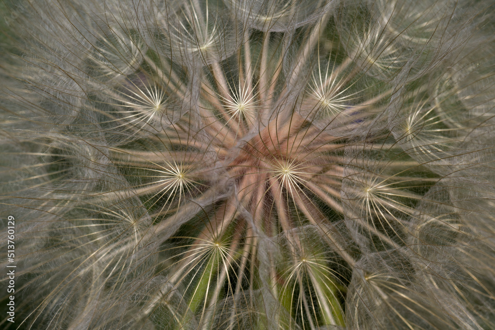 Fototapeta premium Dmuchawiec zbliżenie makro