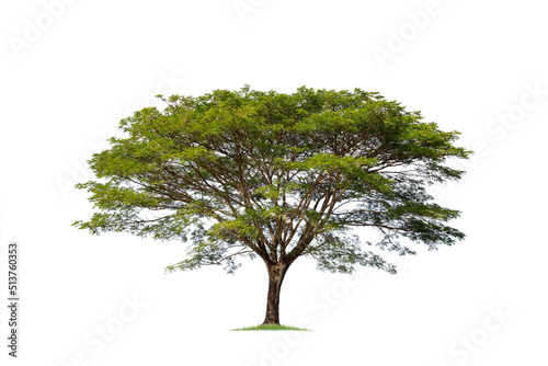 Big tree isolated, Common name : saman, rain tree, monkeypod, giant thibet, inga saman, cow tamarind, East Indian walnut, Binomial name : Albizia saman