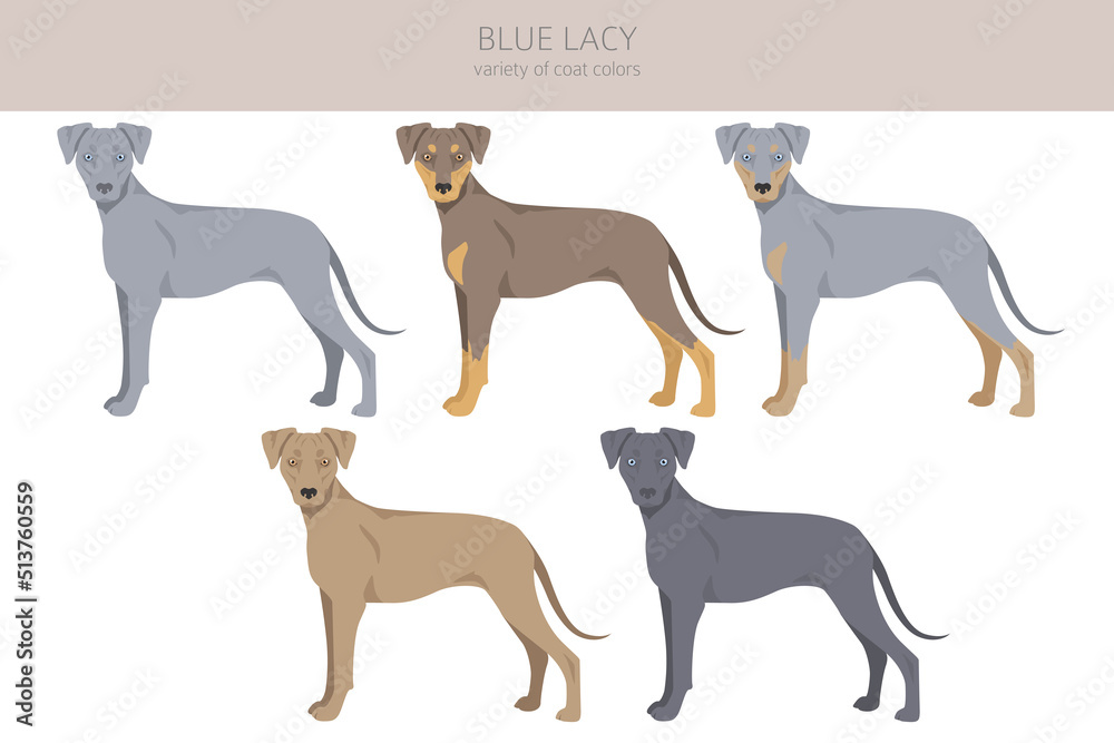 Blue Lacy clipart. Different coat colors and poses set