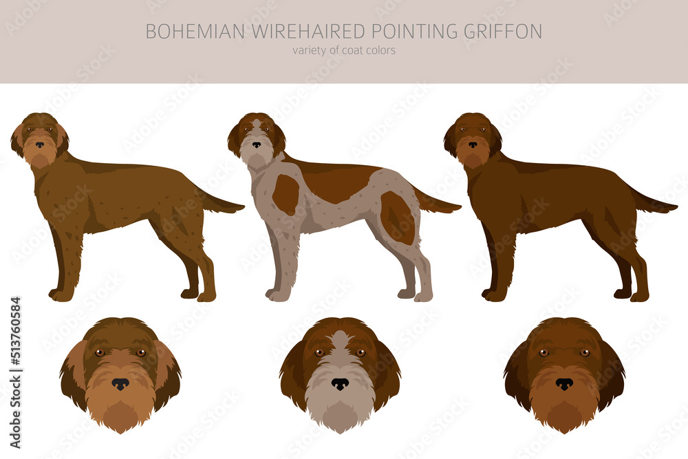 Bohemian wirehaired Pointing Griffon clipart. Different coat colors and poses set