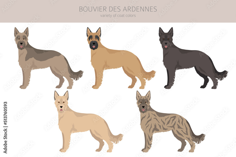 Bouvier des Ardennes clipart. Different coat colors and poses set