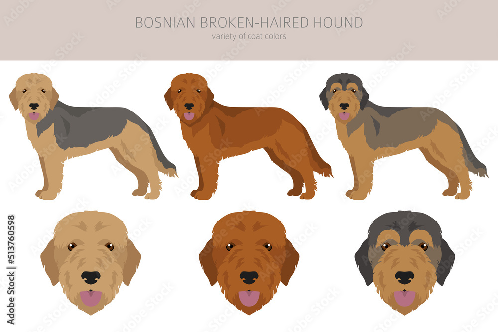 Bosnian broken-haired Hound clipart. Different coat colors and poses set