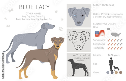 Blue Lacy clipart. Different coat colors and poses set