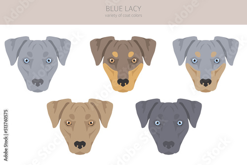 Blue Lacy clipart. Different coat colors and poses set