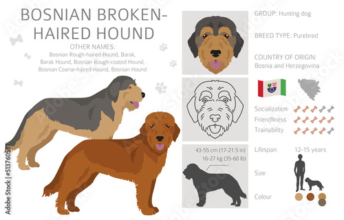 Bosnian broken-haired Hound clipart. Different coat colors and poses set photo