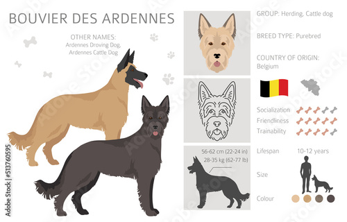 Bouvier des Ardennes clipart. Different coat colors and poses set