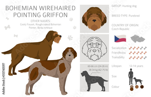 Bohemian wirehaired Pointing Griffon clipart. Different coat colors and poses set