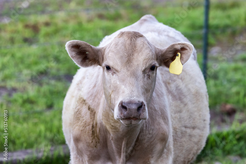 Cow in a green field. Cloudy Sky. California, United States of America.