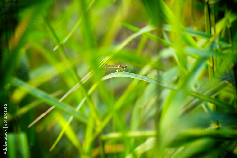 Dragonfly on the grass on a green background. Dragonfly on the grass on a green background.