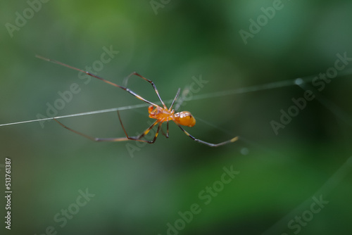spider on a web © harto