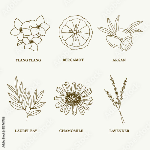 Line art essential oil plants and flowers