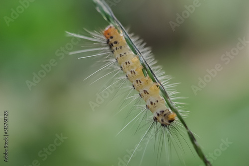 close up of a caterpillar © harto