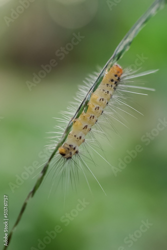 caterpillar on a leaf © harto