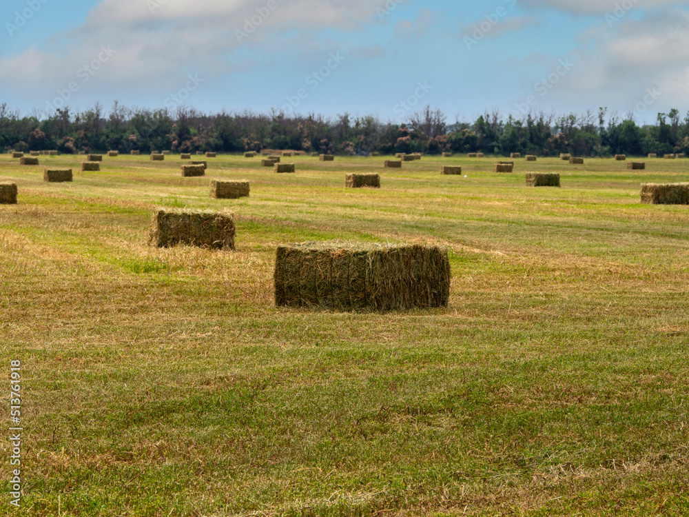 Compressed bales of dry hay lie on the field. Harvesting of feed for farm animals for the winter. Hay field