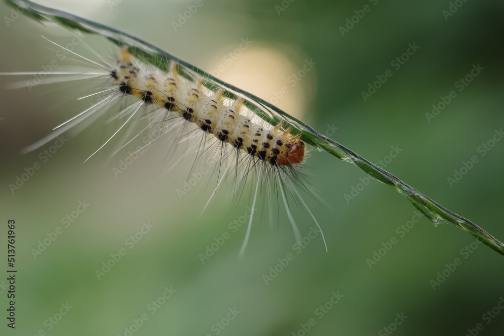 caterpillar on a leaf