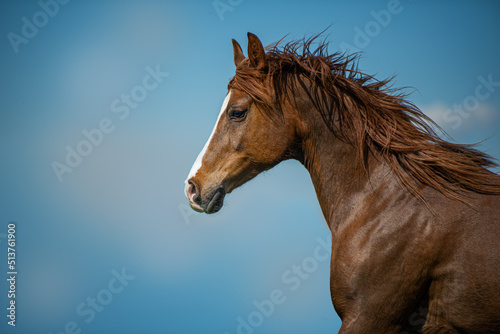 Galloping arabian horse with blue sky as background © DoraZett