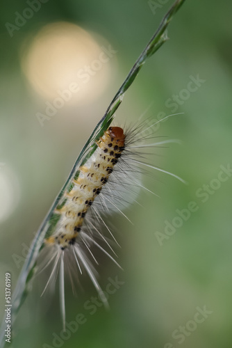 caterpillar on a leaf © harto