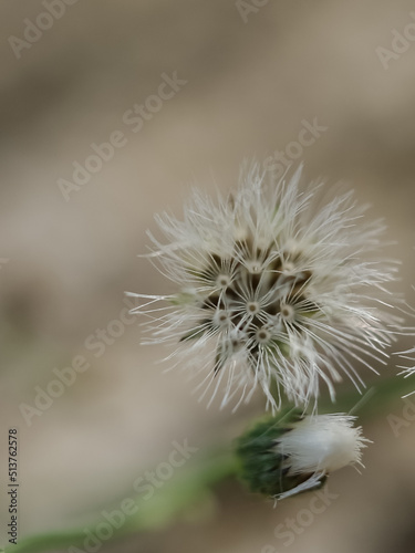 dandelion seed head